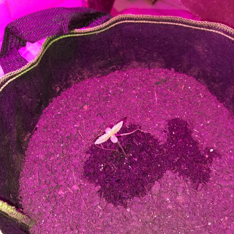 Zkittlez Auto  #2 growlog timeline photo