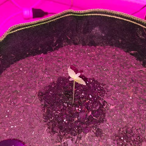 Zkittlez Auto  #2 growlog timeline photo