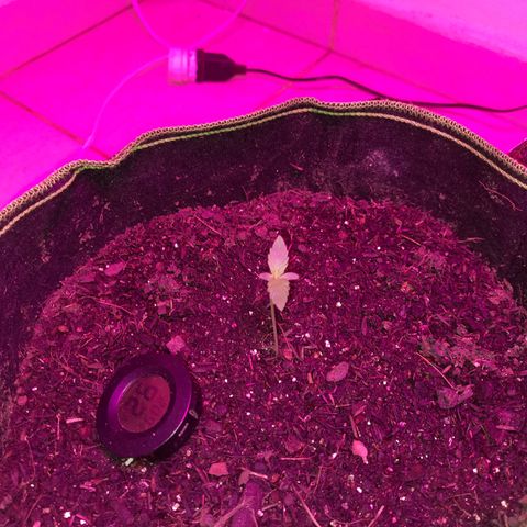 Zkittlez Auto  #2 growlog timeline photo