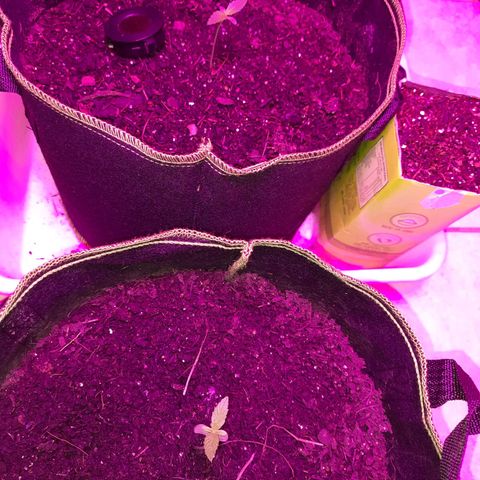 Zkittlez Auto  #2 growlog timeline photo