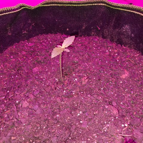 Zkittlez Auto  #2 growlog timeline photo