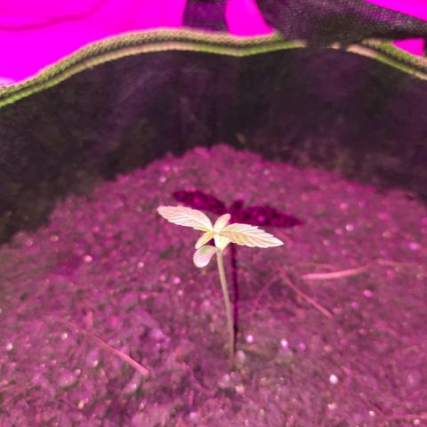 Zkittlez Auto  #2 growlog timeline photo