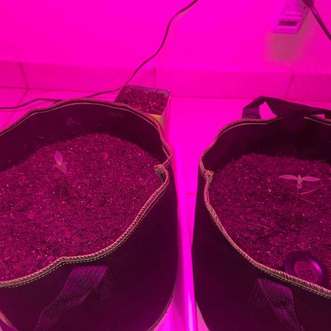 Zkittlez Auto  #2 growlog timeline photo
