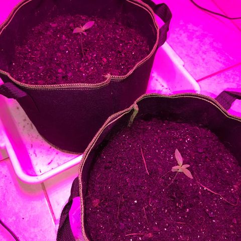 Zkittlez Auto  #2 growlog timeline photo