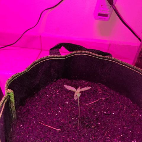 Zkittlez Auto  #2 growlog timeline photo