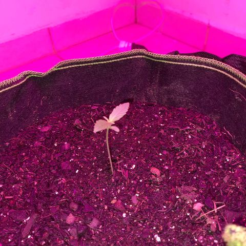 Zkittlez Auto  #2 growlog timeline photo