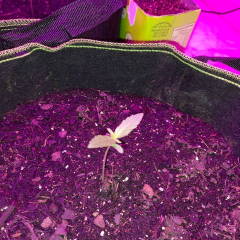 Zkittlez Auto  #2 growlog timeline photo