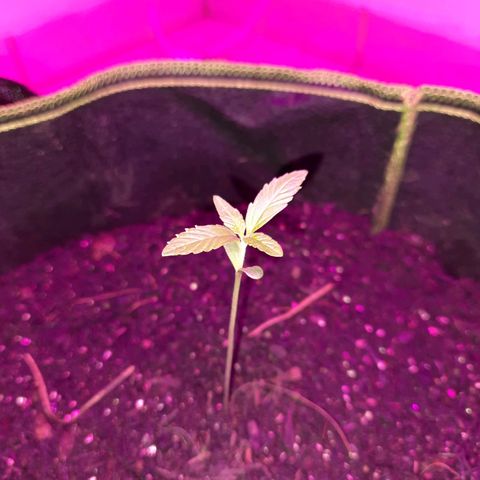 Zkittlez Auto  #2 growlog timeline photo