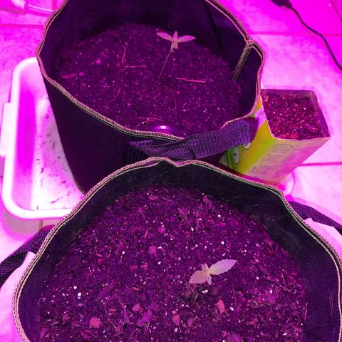 Zkittlez Auto  #2 growlog timeline photo