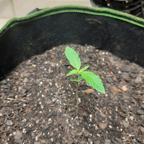 Zkittlez Auto  #2 growlog timeline photo