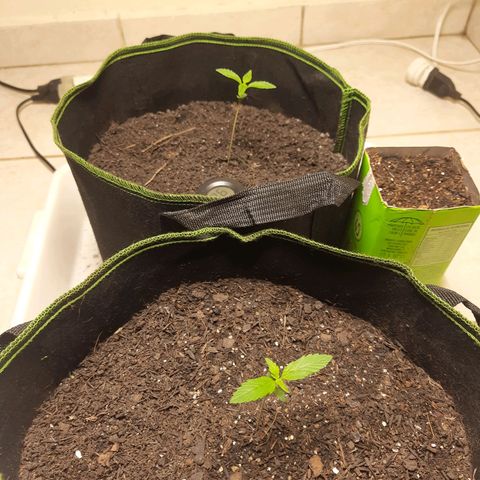 Zkittlez Auto  #2 growlog timeline photo