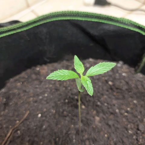 Zkittlez Auto  #2 growlog timeline photo