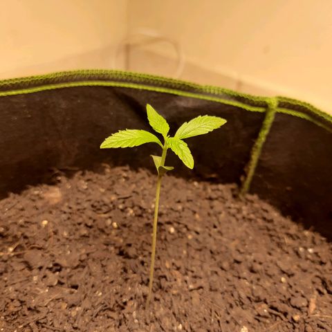 Zkittlez Auto  #2 growlog timeline photo