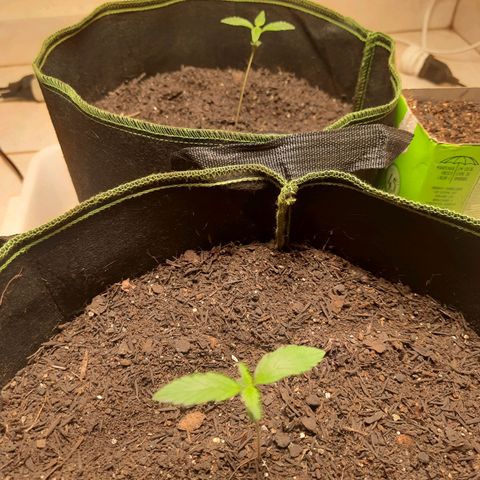 Zkittlez Auto  #2 growlog timeline photo