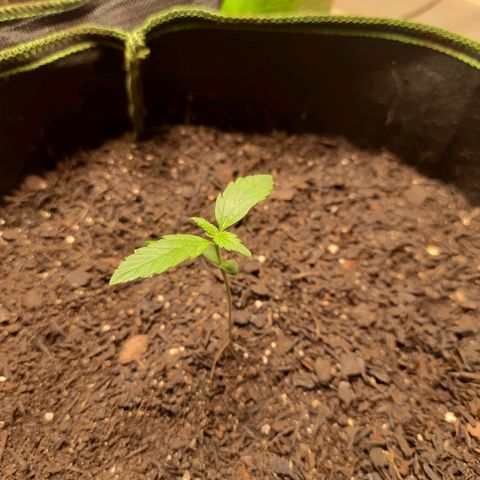 Zkittlez Auto  #2 growlog timeline photo