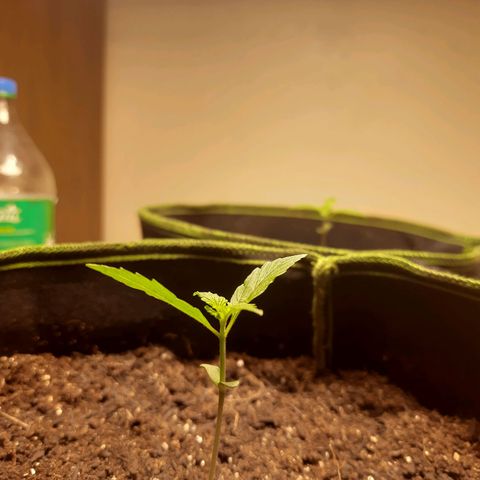 Zkittlez Auto  #2 growlog timeline photo