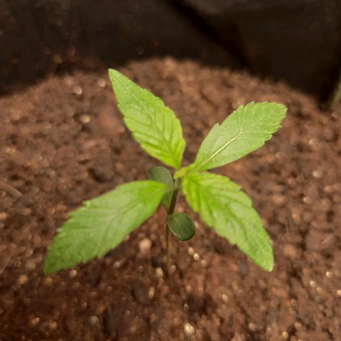 Zkittlez Auto  #2 growlog timeline photo