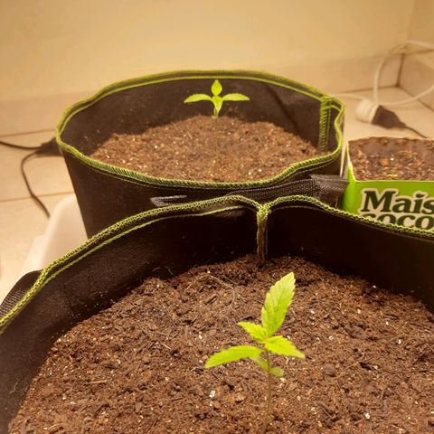 Zkittlez Auto  #2 growlog timeline photo