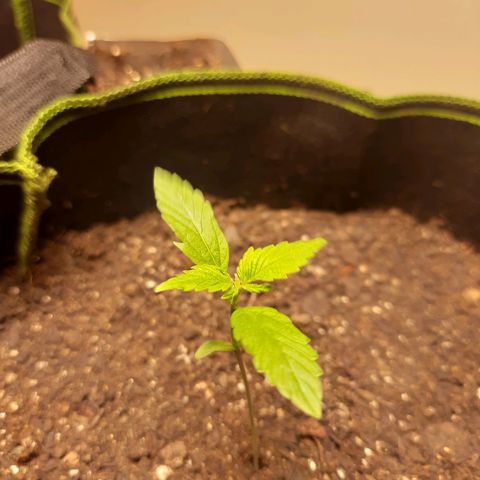 Zkittlez Auto  #2 growlog timeline photo