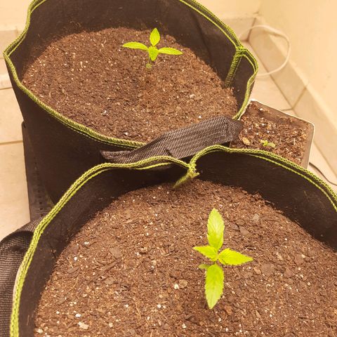 Zkittlez Auto  #2 growlog timeline photo