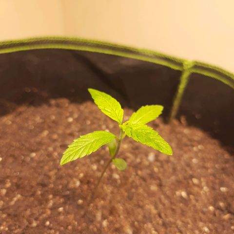 Zkittlez Auto  #2 growlog timeline photo
