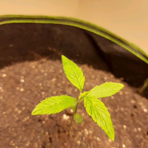 Zkittlez Auto  #2 growlog timeline photo