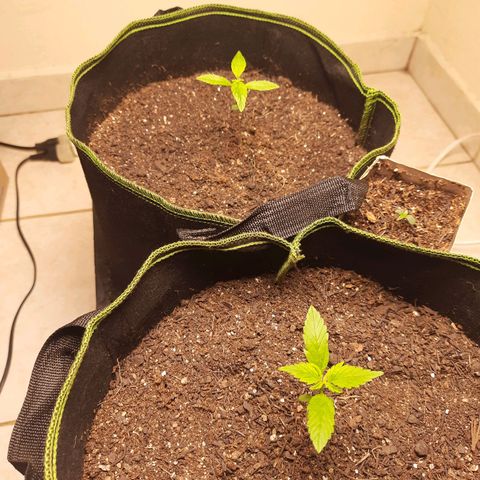 Zkittlez Auto  #2 growlog timeline photo