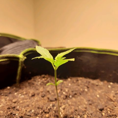 Zkittlez Auto  #2 growlog timeline photo