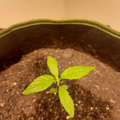 Zkittlez Auto  #2 growlog timeline photo