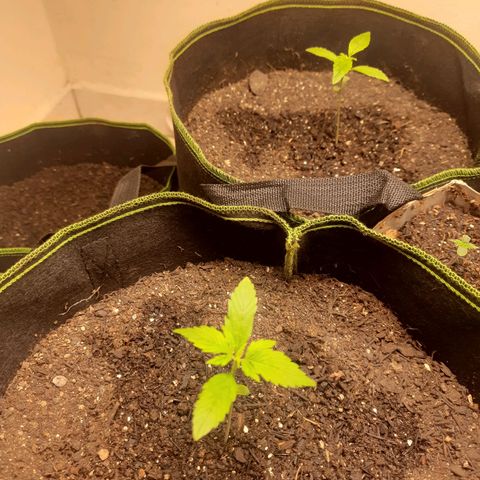 Zkittlez Auto  #2 growlog timeline photo