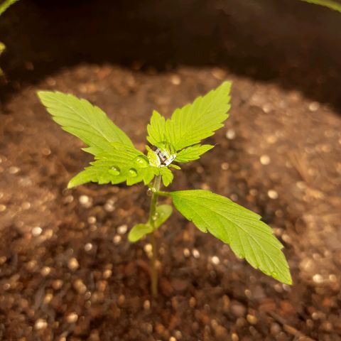 Zkittlez Auto  #2 growlog timeline photo