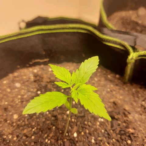 Zkittlez Auto  #2 growlog timeline photo
