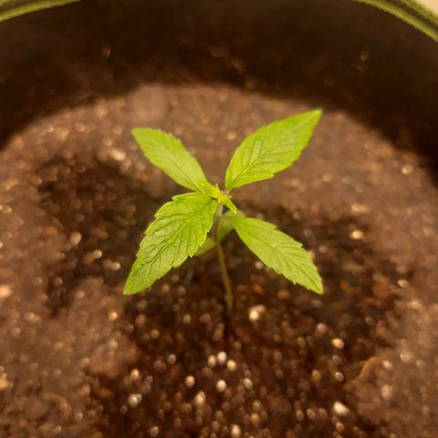 Zkittlez Auto  #2 growlog timeline photo