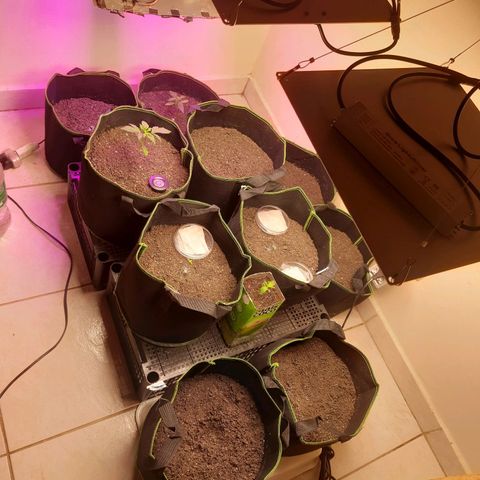 Zkittlez Auto  #2 growlog photo: Adicionado no grow 3 Critical Orange Punch, 3 Lsd-25 e 1 Red Skunk do Roy Seeds. As outras sementes do pack não germinaram (ainda?🤡)
