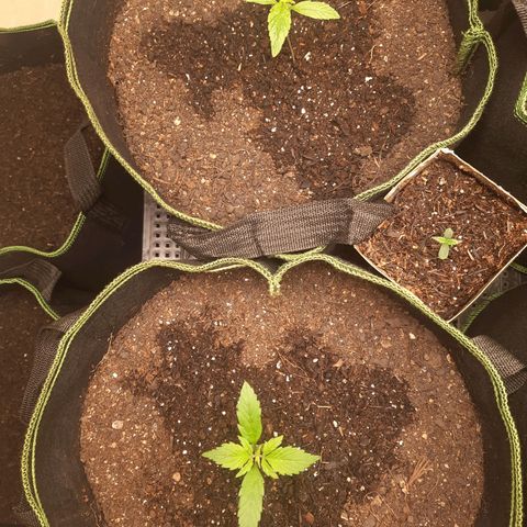 Zkittlez Auto  #2 growlog timeline photo
