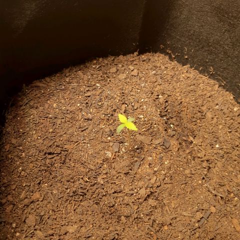 Auto Critical Orange Punch #2 growlog photo: Foi pro vaso no dia 21
