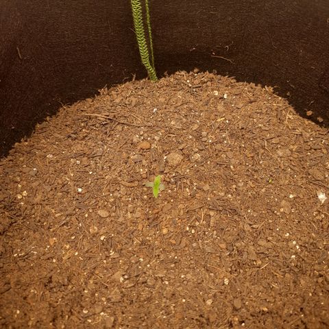 Auto Critical Orange Punch #1 growlog photo: Foi pro vaso dia 23