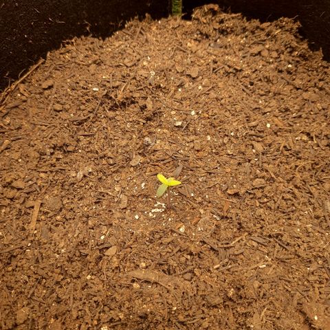 LSD-25 #1 growlog photo: Foi pro vaso dia 23