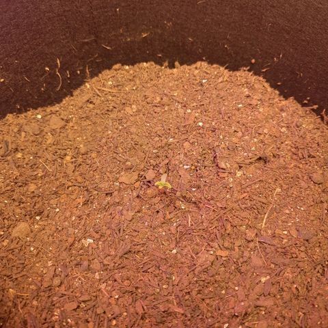 LSD-25 #2 growlog photo: Foi pro vaso dia 23