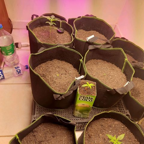 Zkittlez Auto  #2 growlog timeline photo
