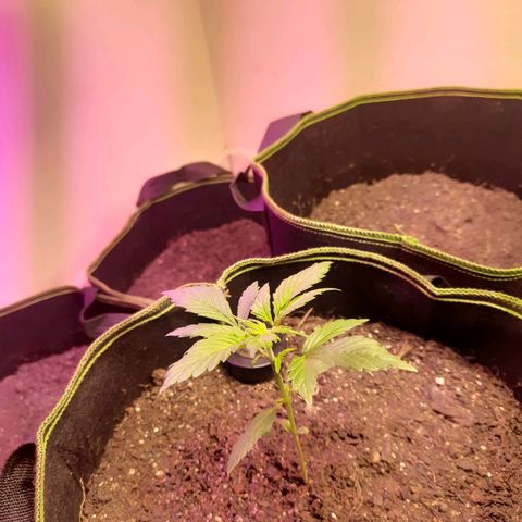 Zkittlez Auto  #1 growlog timeline photo