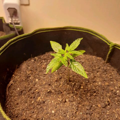 Zkittlez Auto  #2 growlog timeline photo
