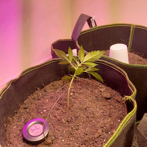 Zkittlez Auto  #1 growlog photo: Primeiro lst
