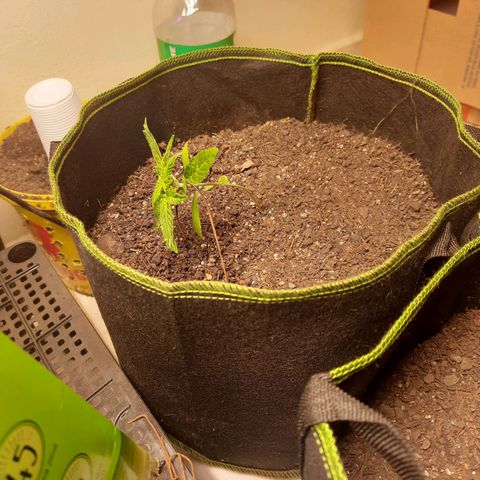 Zkittlez Auto  #2 growlog photo: Primeiro lst