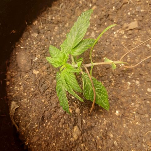 Zkittlez Auto  #2 growlog photo: Leaf tucking