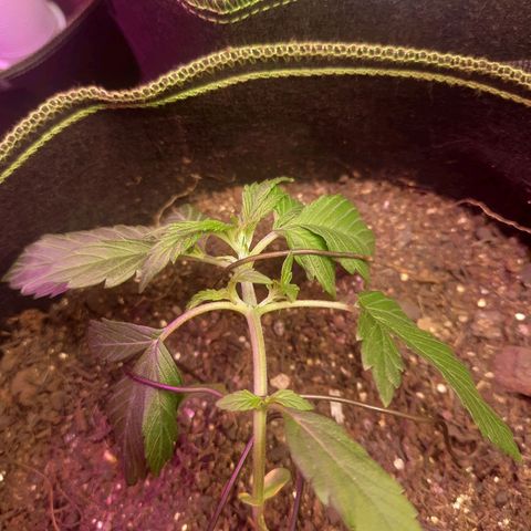 Zkittlez Auto  #1 growlog timeline photo