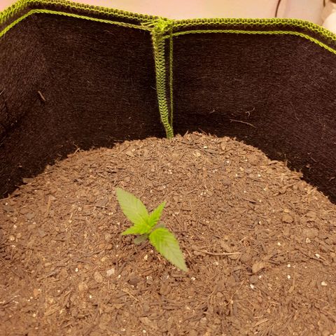 Auto Critical Orange Punch #2 growlog timeline photo