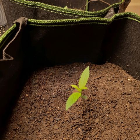 Auto Critical Orange Punch #1 growlog timeline photo