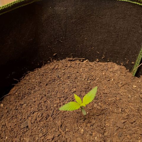 LSD-25 #1 growlog timeline photo