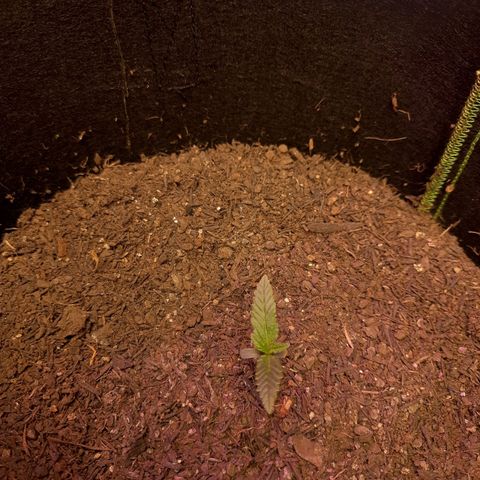 LSD-25 #2 growlog timeline photo